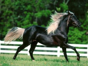 beautiful arabian horse