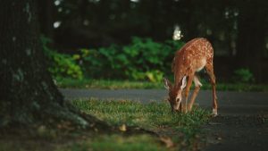 to determine instinct or intelligence