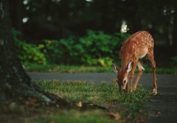 to determine instinct or intelligence