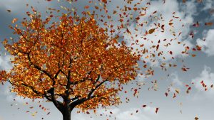 trees - leaves