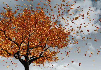 trees - leaves