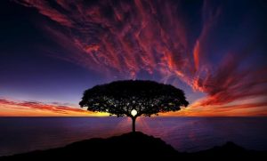 natures landscapes