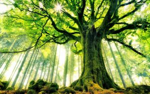 strong trees