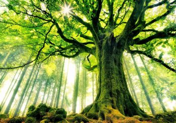 strong trees