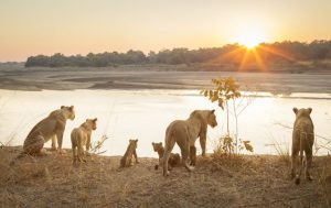 lionesses