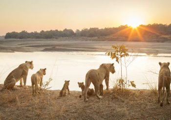 lionesses