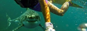 living with sharks