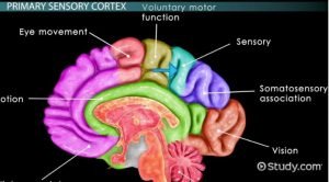 brain sensory