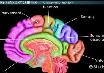 brain sensory