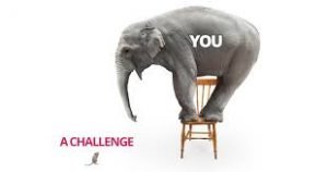 elephant mouse