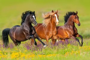 wild horses