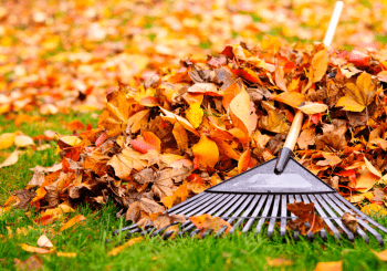 raking leaves